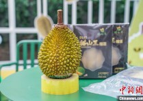 马来西亚“猫山王之乡”牵手广西东盟榴莲搭“快车”直供中国